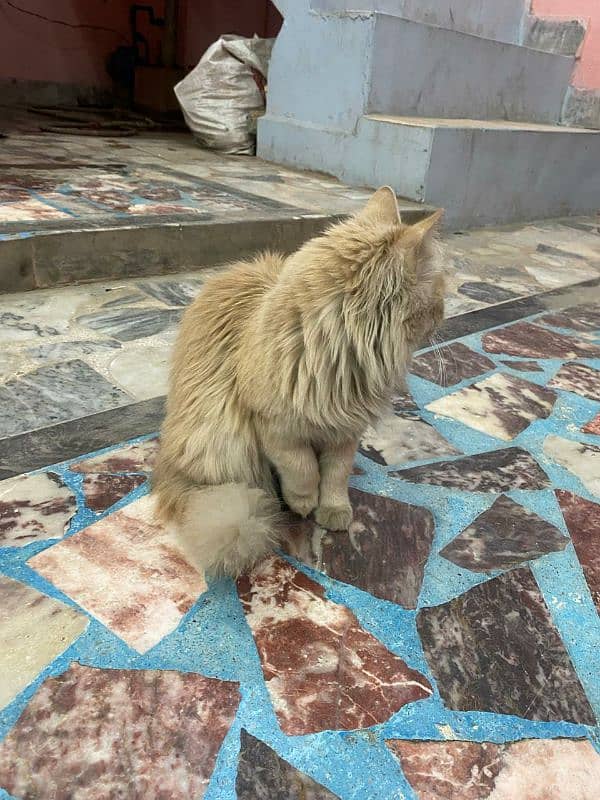 Persian thriple coat female cat for sale 1