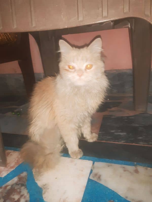 Persian thriple coat female cat for sale 3