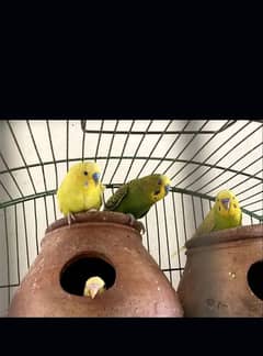 Australian parrots for sale