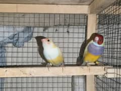 3 pair gouldian finch spilt blue