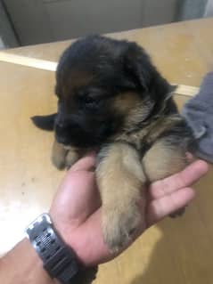 german shepard puppies for sale