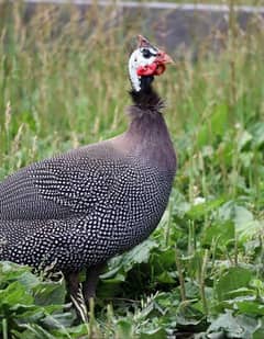 Breeder Guinea Fowl pair