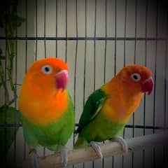 Love Bird For Urgent Sale (Green Opaline)