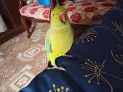 female parrot for sale