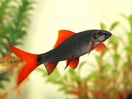 rainbow shark (exchange possible) 0