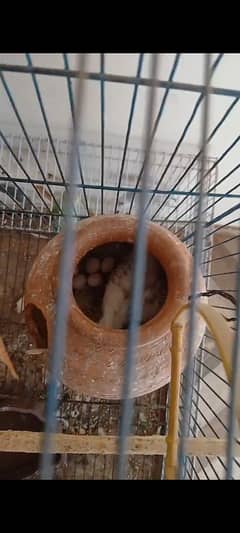 king size parrot with white red eye female