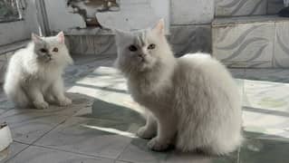 Pair of two Persian cats triple coat punch face with passport