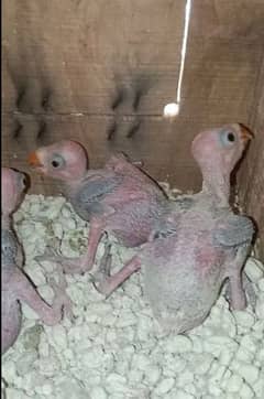 4 pcs ring nack chicks available location multan