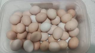 fresh and healthy fertile Desi eggs available