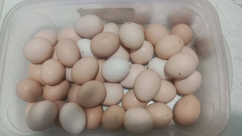 fresh and healthy fertile Desi eggs available 0