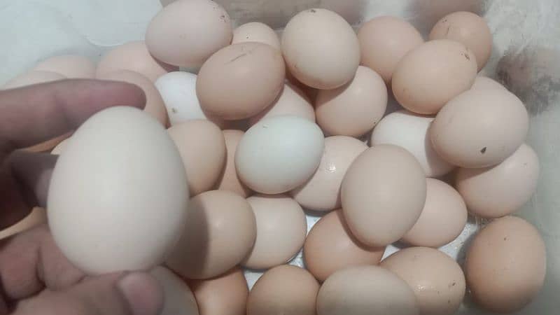 fresh and healthy fertile Desi eggs available 1