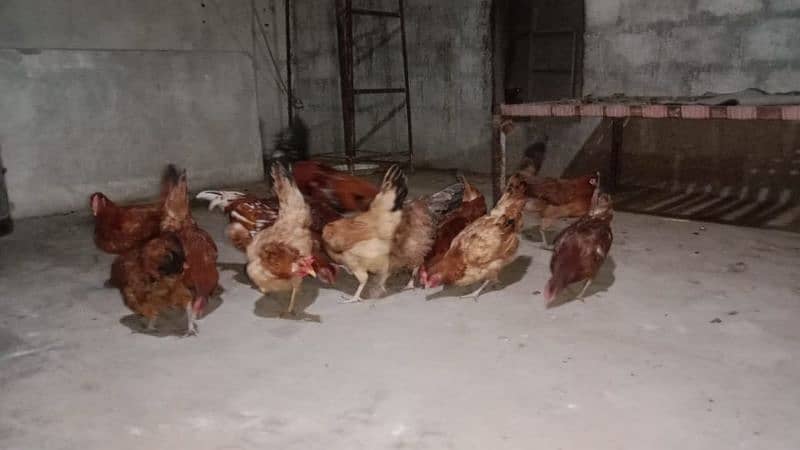 fresh and healthy fertile Desi eggs available 3