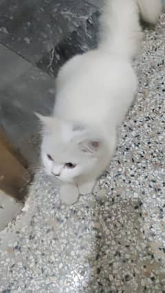 Pure White Persian Cat – 1-Year-Old Female – Healthy & Playful