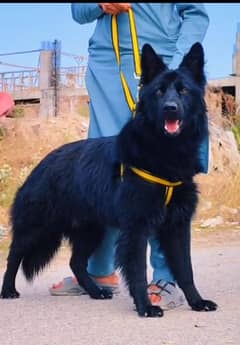 black shepherd male age 7month for sale cargo available All Pakistani