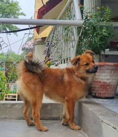 Pomeranian Dog for Sale