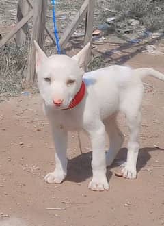 pure kuhati gultair male puppy pink nose healthy and active