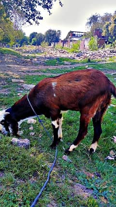 Bakra ka jora for sale