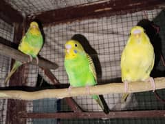 15 Budgies