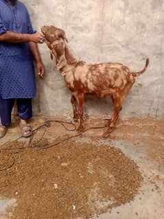 Desi Bakra age 2 dantt height 34 inc health active serious contact