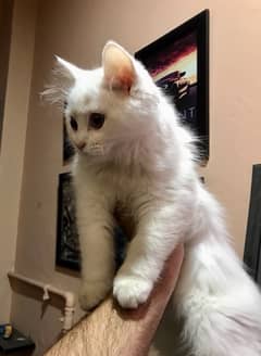 Double Coated Persian Cat For Sale