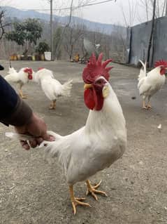 Full white roosters