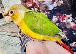 pineapple conure tamed