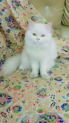 White Matured Cat