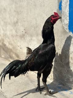 thai hen for sale