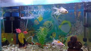 Fish Aquarium