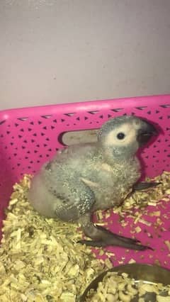 african grey parrot chick - african gray parrot chick