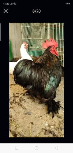 Black Bantam and White Bantam Breeder Pairs