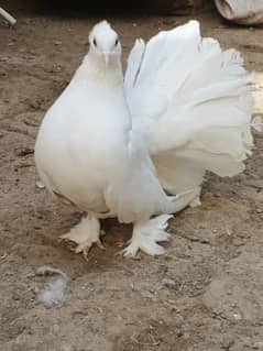 AMERICAN FANTAIL BREEDER FEMALE