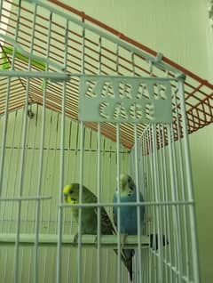 Australian Parrots with Cage