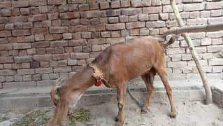 goat bakri for sale