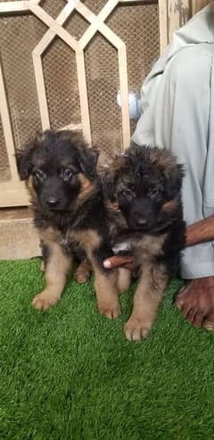 German Puppies