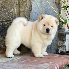 chow chow puppies available looking for a new home