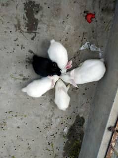 Rabbits for sale