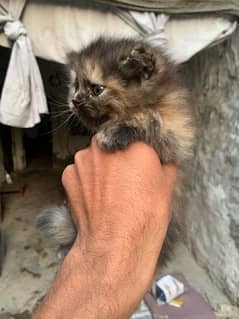 parshion cat 1 month age blue eyes