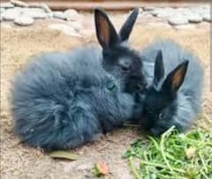 Black angora rabbit female