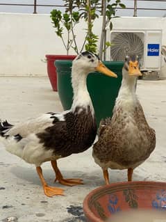 Duck Egg laying pair