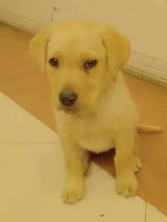 Labrador Female