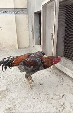 breeder Aseel for sale