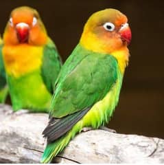 love birds and Australian bird