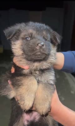 Germany shepherd puppies