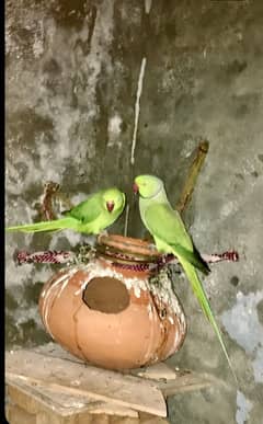 Green Ringneck breader pair