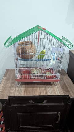 australian parrot with cage 2 parrot healthy