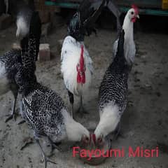 Pure Fayoumi Misri females egg laying