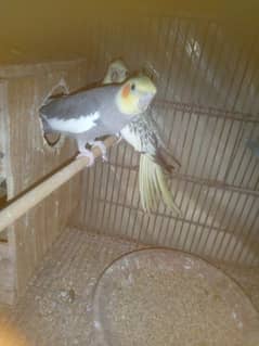 Mashaallah Cocktail Breeder Pair with one Chicks And with Box For Sale