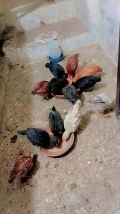 desi hens choozy andy deny wali murghian for sale