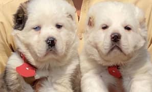 King alabai pair dog mail   and female age 2 month for sale Available